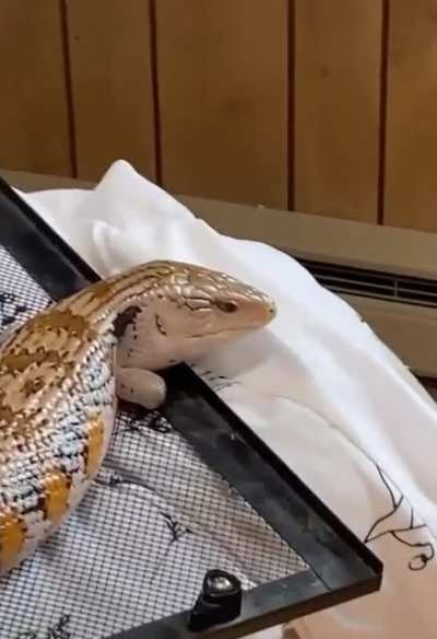 Оба выгля<wbr>дят странно