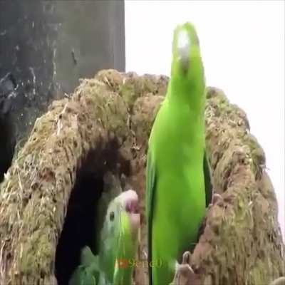it is birdsday my dudes