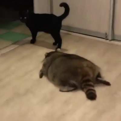 Racoons . manipulative little bastards