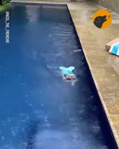 The littlest mermaid