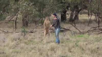 Aussie man fought off kangaroo to protect dog