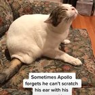 Helping an amputee cat