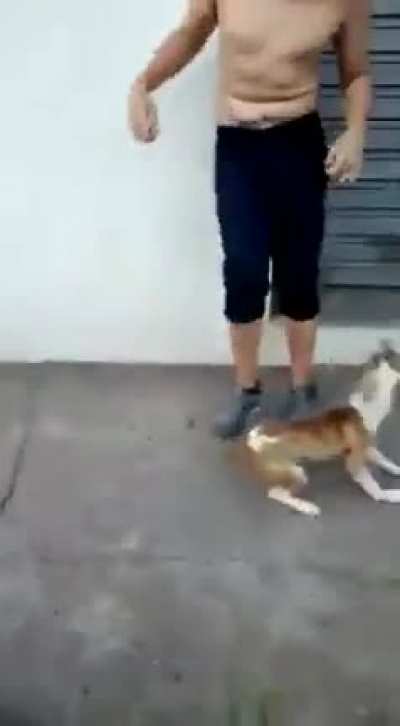 Tobia não perdoa