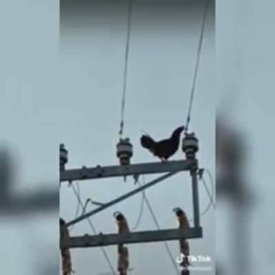Monke flip diye geçinenler bir de chicken flip i görsün bakim
