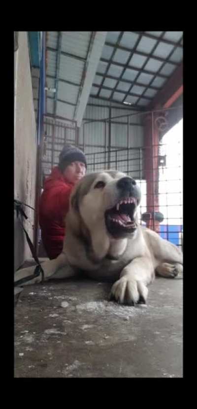 Sir, your bear is barking..