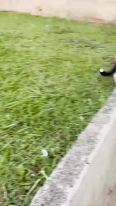 O gato viu que era inútil luta com tamanha força canina