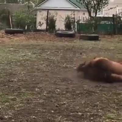 2 good boys horsing around.