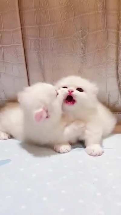 Duoble candy floss 🤩