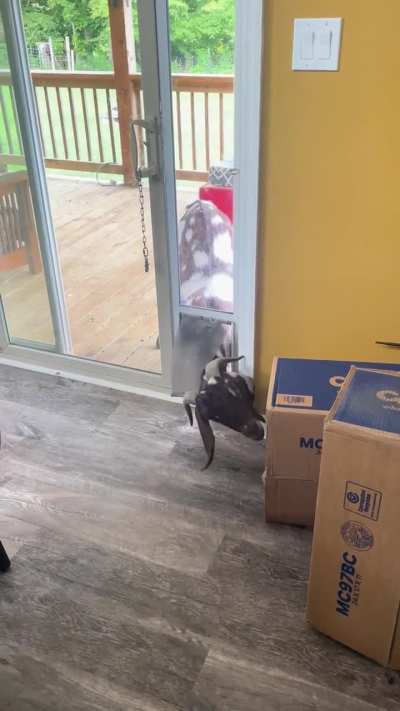 Goat Thief