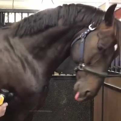 Horse doesn’t know how to handle a massage gun