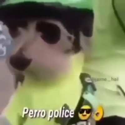Wow, un perro