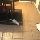 I’m honor of Halloween coming up, I present to you a ferret doing a zoom while dressed as a bat.