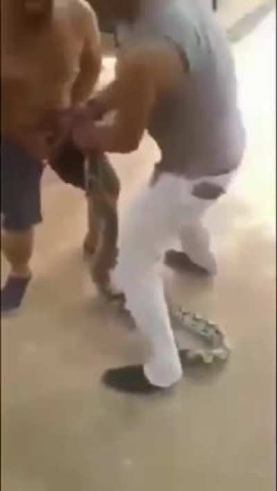 Picadura de la cobra gei