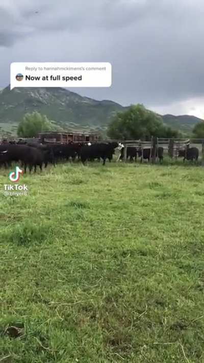 “Down! Down! Tell the to the damn bull John!”