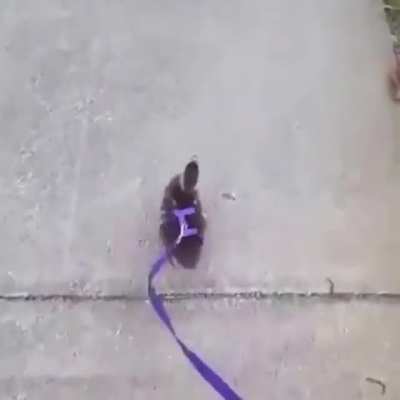 Duck walk
