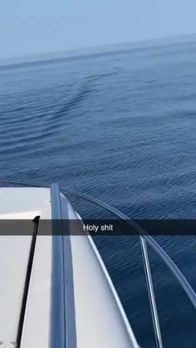 25 foot long shark