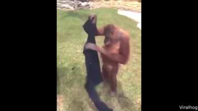 it's just a monkey...bu