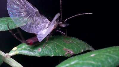 Fun Fact: Earwigs can fly.