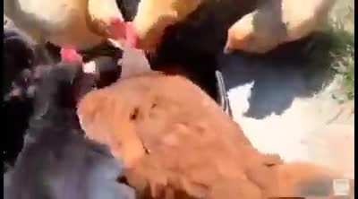 Chickens eating a chicken. This cringe hits different.