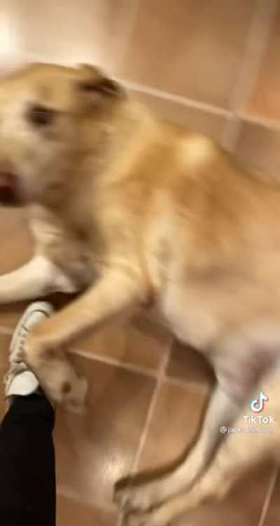 Stopping a tail