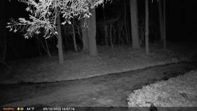 I have a male fox with mange, but I’m assuming this is a coyote?he’s got a rat tail too unfortunately