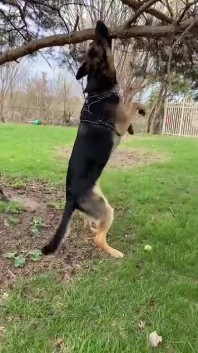 Someone was feeling extra derpy at the dog park today