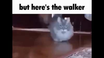 rule