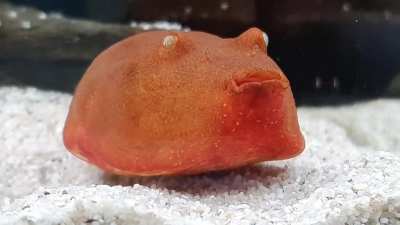 Our derpy fish named Tater