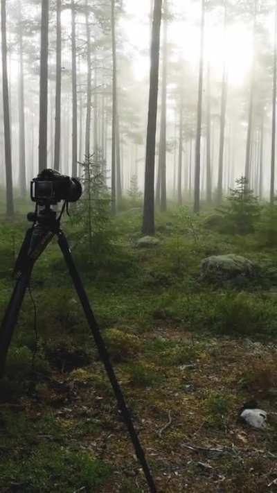 Magisk stämning i en skog utanför Nynäshamn igår morse.