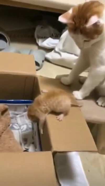 Momma Cat Doesn't Have Time For This