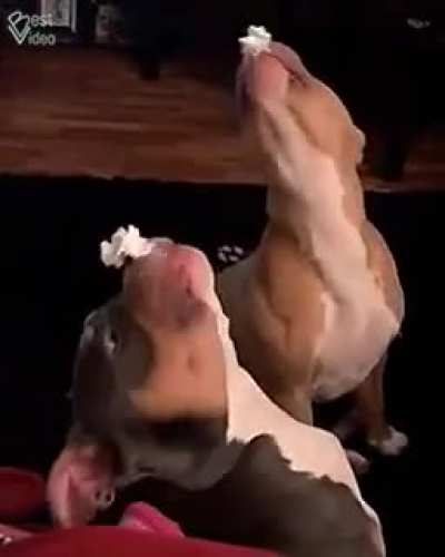 Dogs love cream