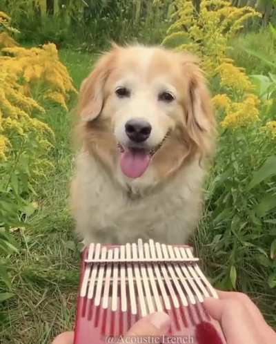 Woof irl