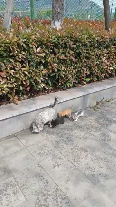 Cat Family