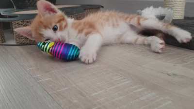 Caught in the act of mauling a mouse and being way too smol