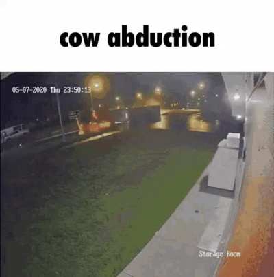 When cow is sus