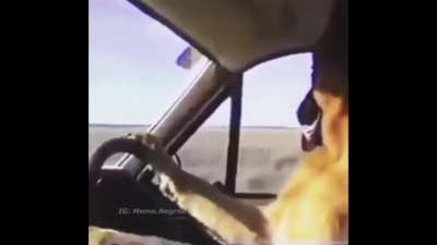 Dog drives a car