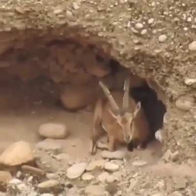🔥 Breathtaking habitat of the ibex 🔥