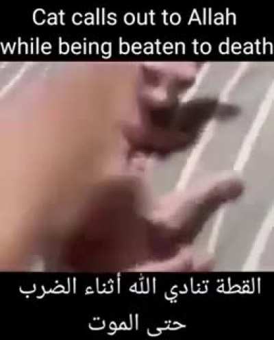 Cat yells out for Allah
