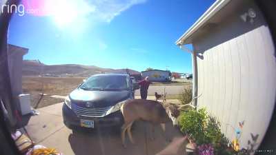 Woman demonstrates what not to do when you find a deer sleeping in your driveway