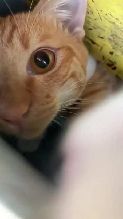 Touch tha You
