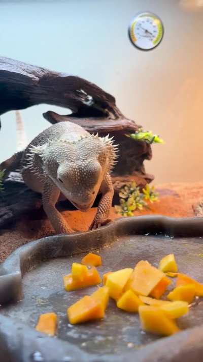 Do beardies ever eat directly with their mouths? my guy wants to eat squash but can’t because it doesn’t stick to his tongue :/
