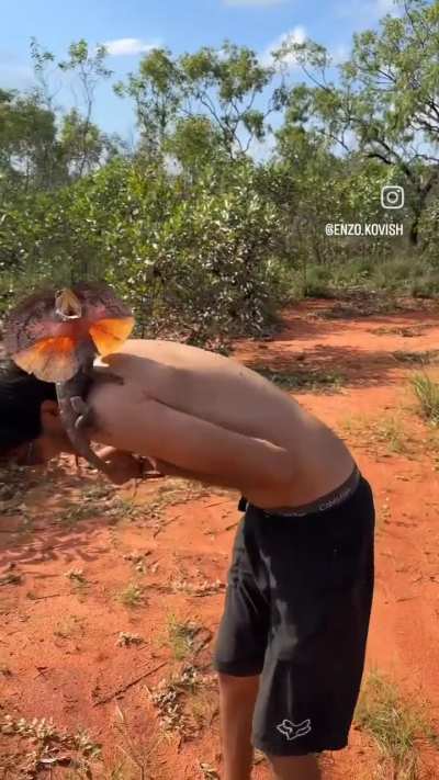 🔥 two french speaking guys encounter a Frill-necked lizard in the Australian outback.