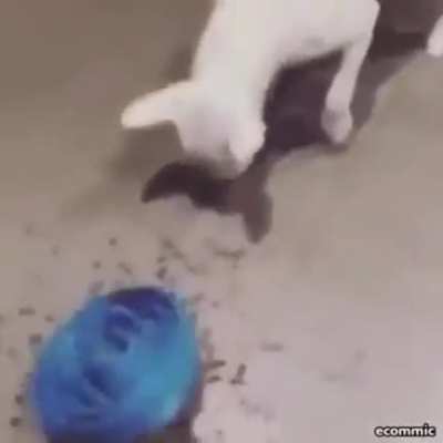 To make dogs eat slower.