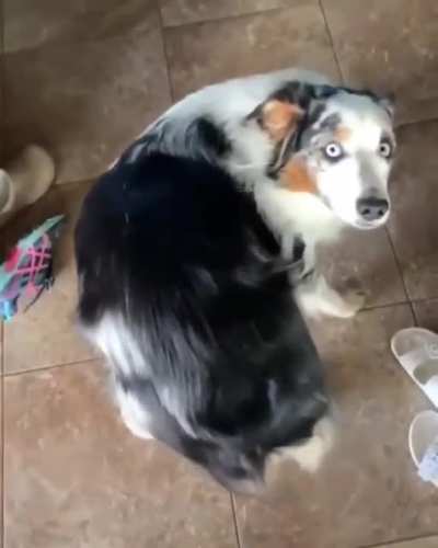 Scratch my wigglebutt. No time to explain.