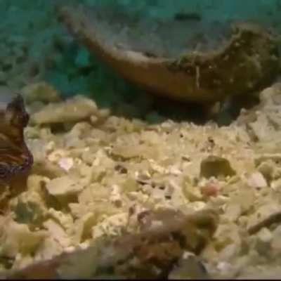 Happy Flatworm Friday!!