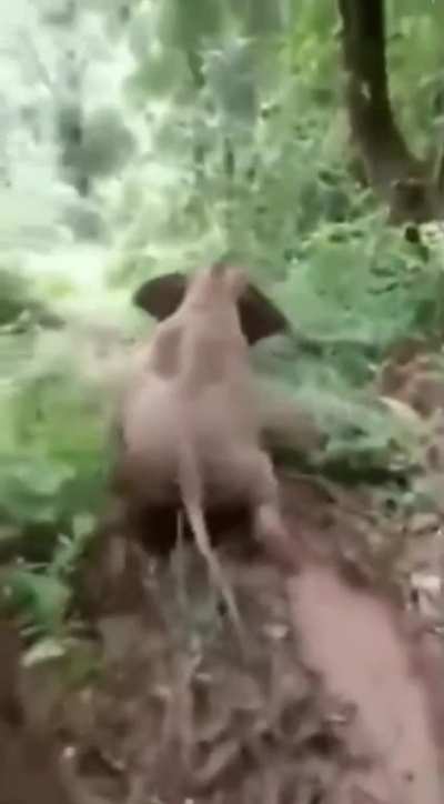 🔥 Young elephant goes into four-wheel drive and fully sends it down the hill