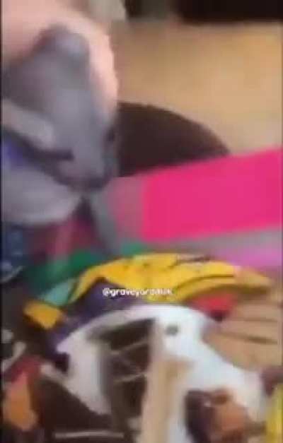 Gato