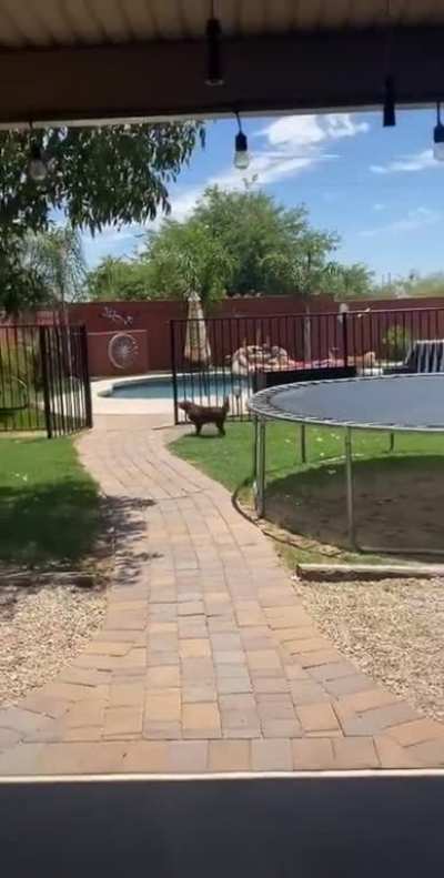 dogs are eager to go swimming