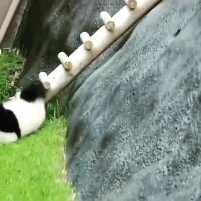 I wonder how they can survive in the wild?