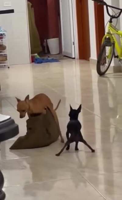 These dogs not giving a fuck